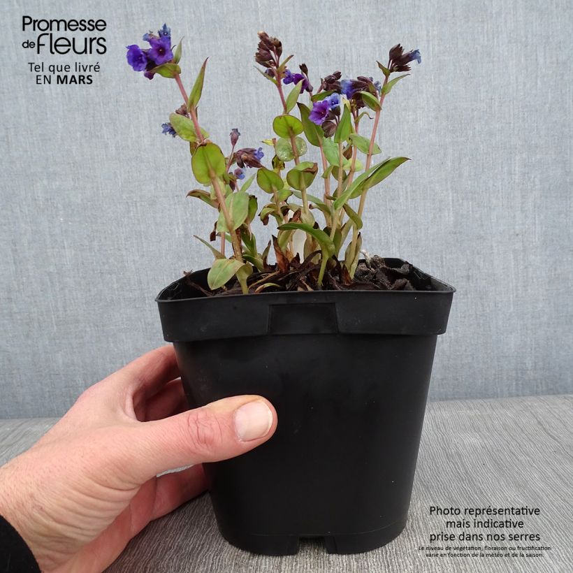 Spécimen de Pulmonaire hybride - Pulmonaria Blue Ensign Pot de 2L/3L tel que livré en hiver