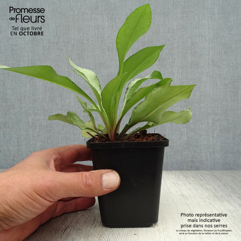 Spécimen de Pulmonaire hybride - Pulmonaria Diane Clare Godet de 8/9 cm tel que livré en automne
