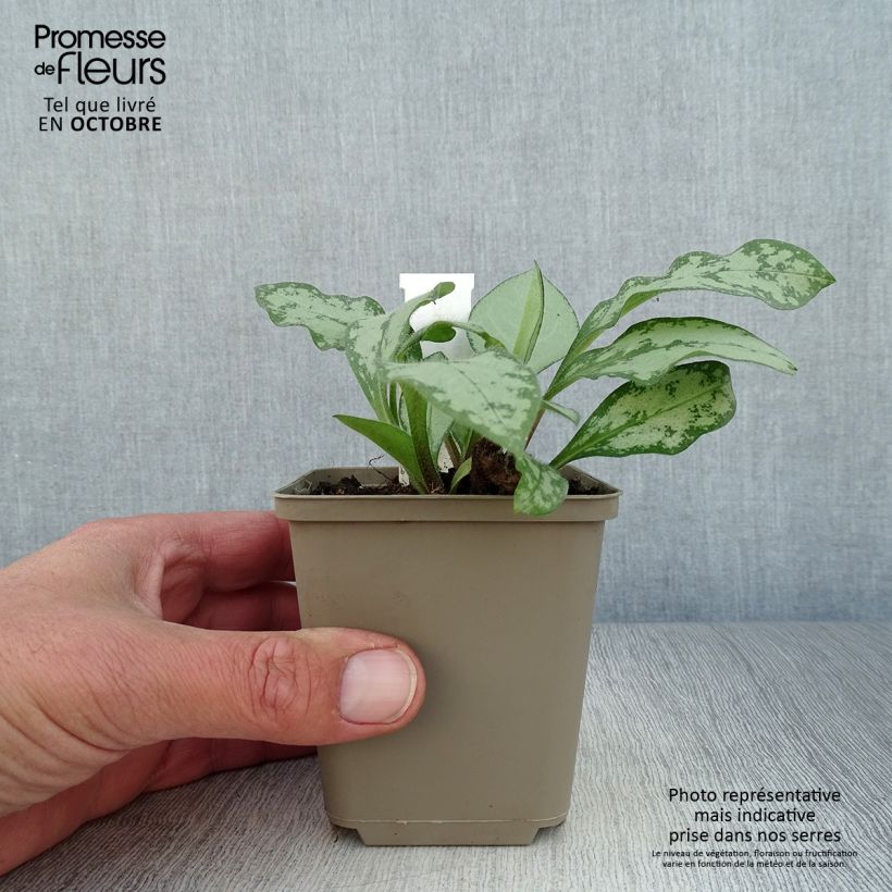 Spécimen de Pulmonaire hybride - Pulmonaria Majesté Godet de 8/9 cm tel que livré en automne