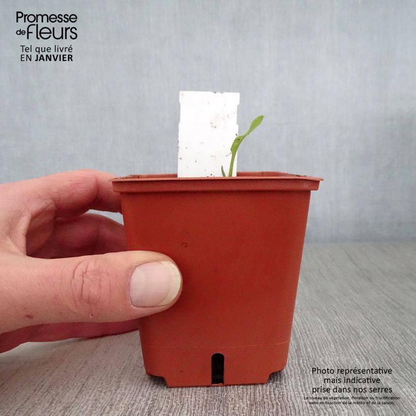 Spécimen de Pulmonaire hybride - Pulmonaria Majesté Godet de 8/9 cm tel que livré en hiver