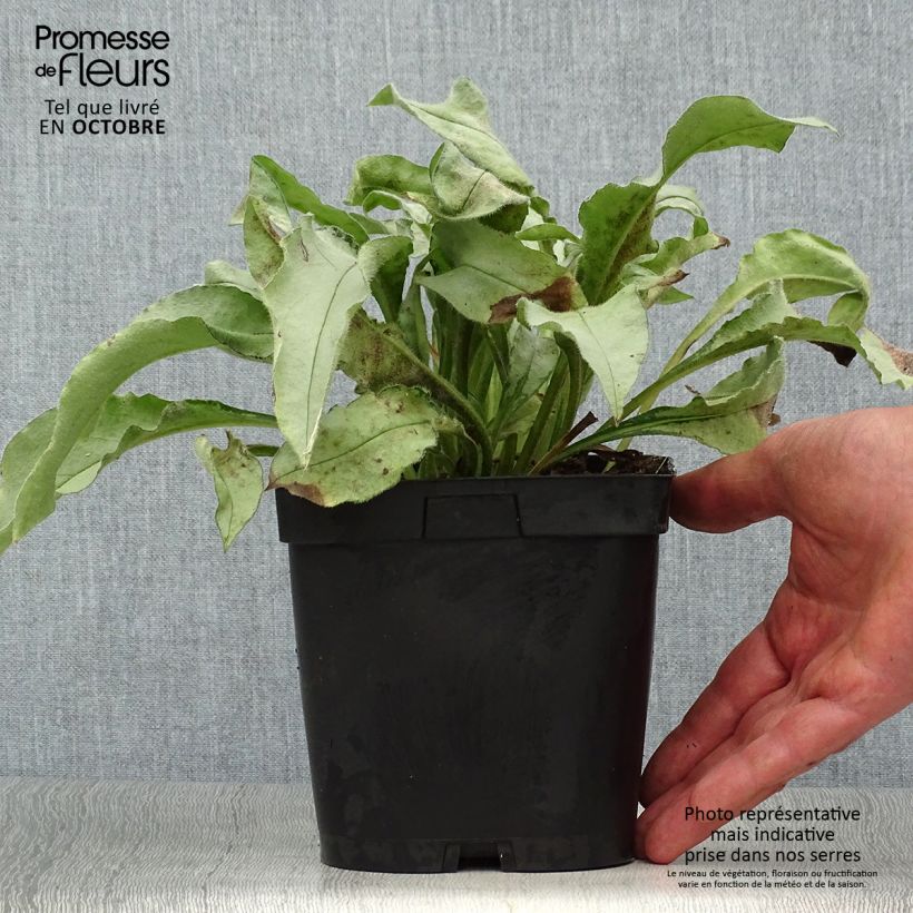 Spécimen de Pulmonaire hybride - Pulmonaria Majesté Pot de 2L/3L tel que livré en automne