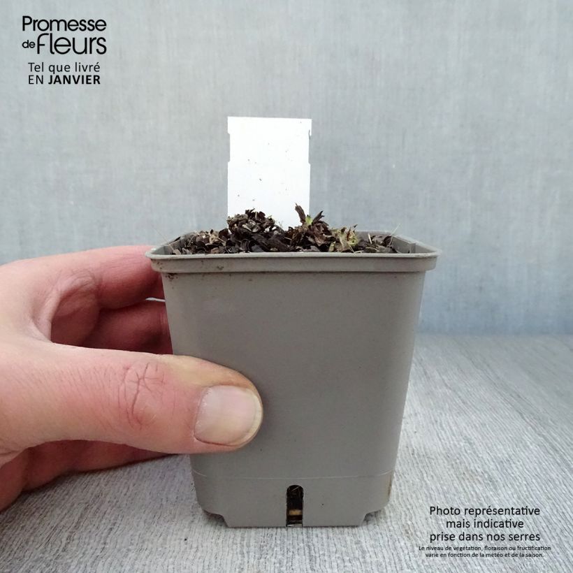 Spécimen de Pulmonaire hybride - Pulmonaria Opal Godet de 8/9 cm tel que livré en hiver