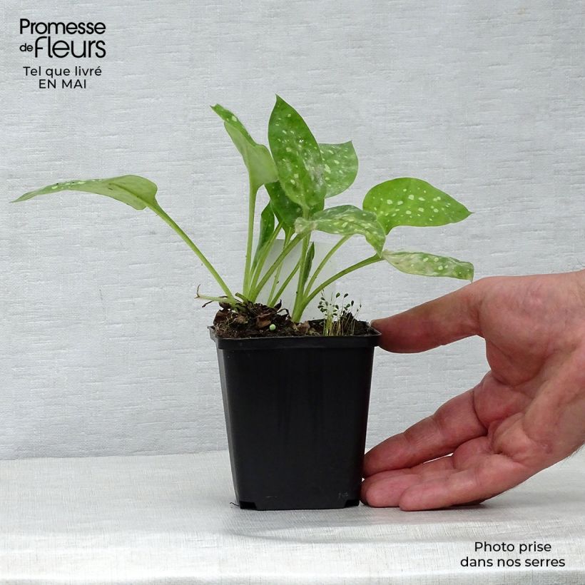 Spécimen de Pulmonaire hybride - Pulmonaria Sissinghurst White Godet de 8/9 cm tel que livré au printemps