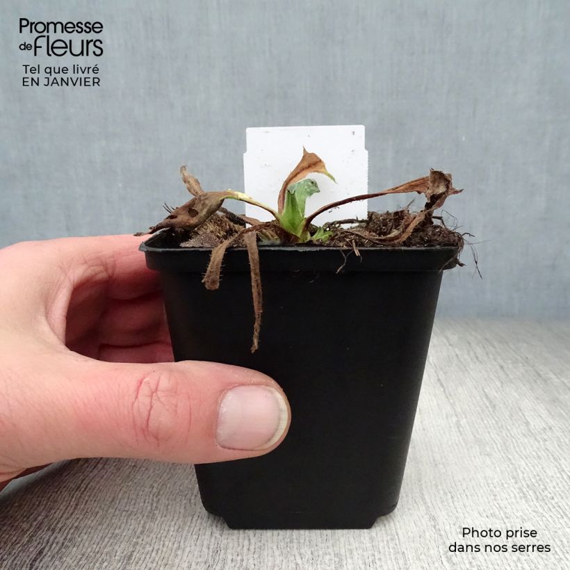 Spécimen de Pulmonaire hybride - Pulmonaria Sissinghurst White Godet de 8/9 cm tel que livré en hiver