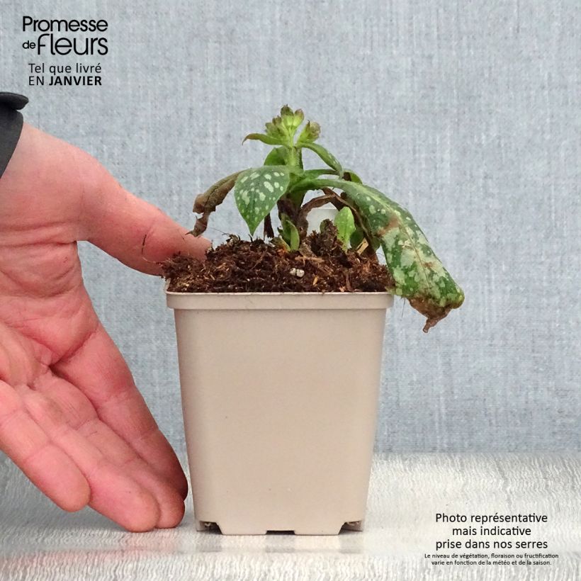 Spécimen de Pulmonaire hybride Victorian Brooch Godet de 8/9 cm tel que livré en hiver