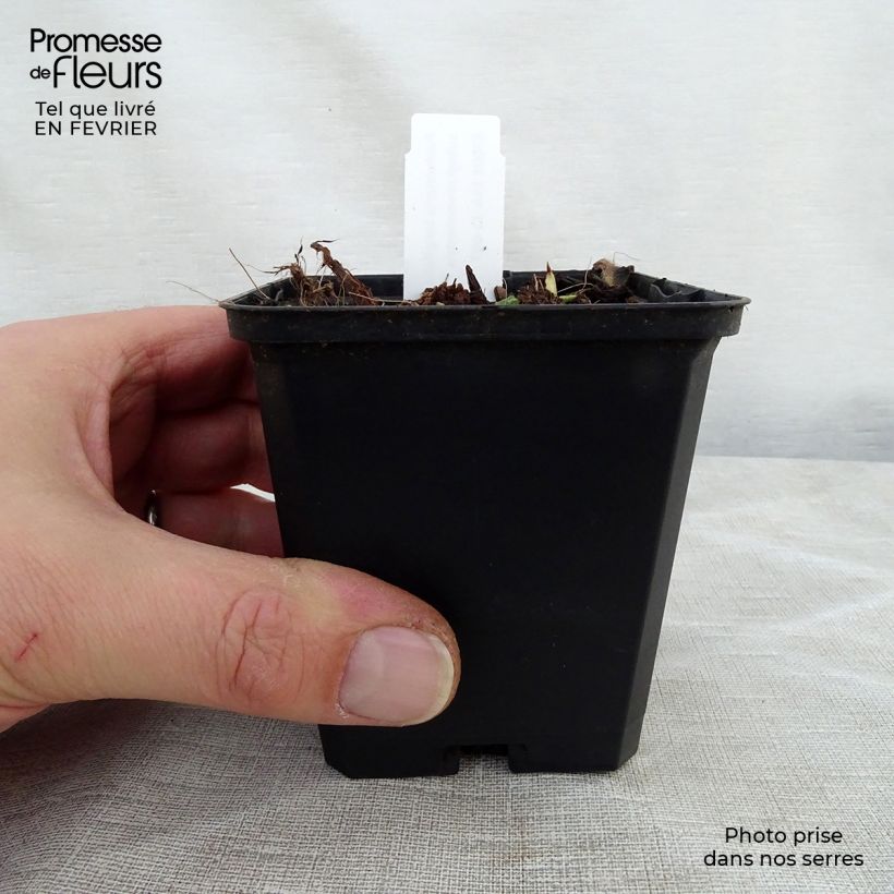 Spécimen de Pulmonaire longifolia Cevennensis - Pulmonaire à longues feuilles Godet de 8/9 cm tel que livré en hiver