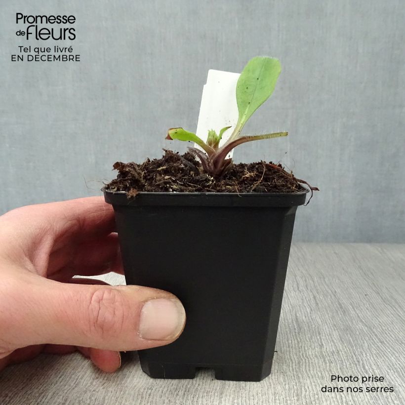 Spécimen de Pulmonaire rouge - Pulmonaria rubra Godet de 8/9 cm tel que livré en hiver