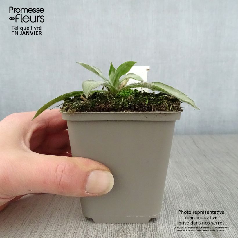 Spécimen de Pulmonaria Samourai - Pulmonaire hybride Godet de 8/9 cm tel que livré en hiver