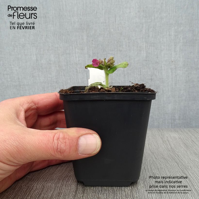 Spécimen de Pulmonaria officinalis - Pulmonaire officinale Godet de 8/9 cm tel que livré en hiver