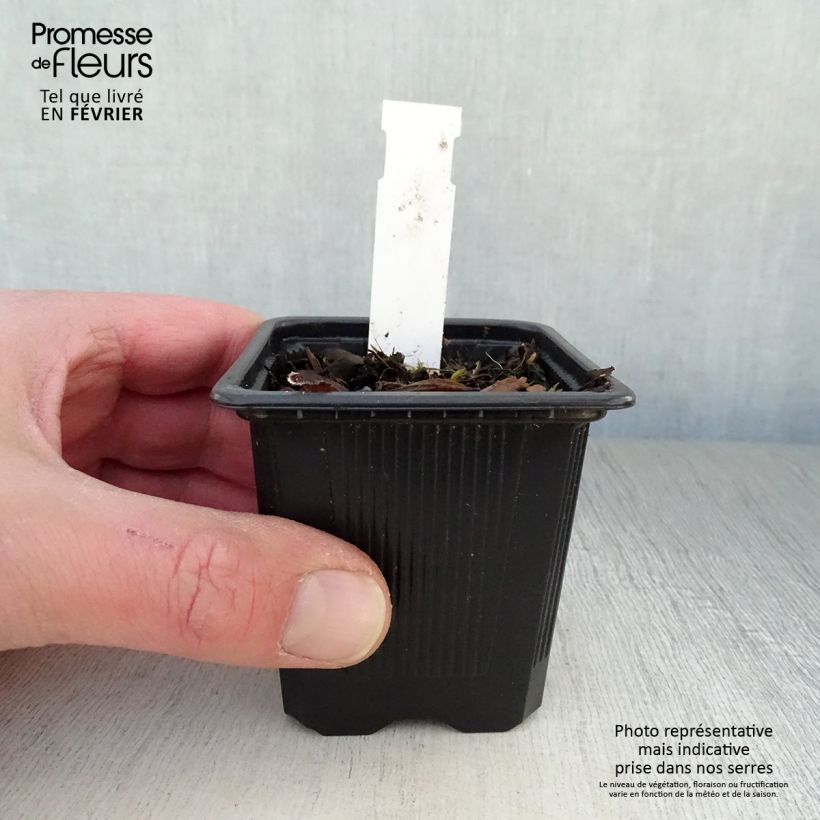 Spécimen de Pulmonaria saccharata Mrs Moon - Pulmonaire Mrs Moon Godet de 8/9 cm tel que livré en hiver