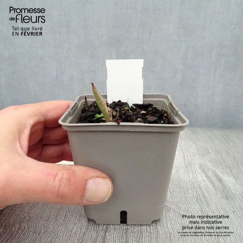 Spécimen de Pulmonaria saccharata Silverado - Pulmonaire Silverado Godet de 8/9 cm tel que livré en hiver