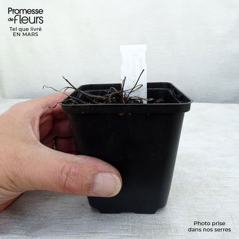 Spécimen de Pulsatilla vulgaris Papageno - Anémone pulsatille Godet de 8/9 cm tel que livré en hiver