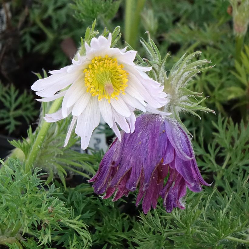 Pulsatilla vulgaris Papageno - Anémone pulsatille (Floraison)