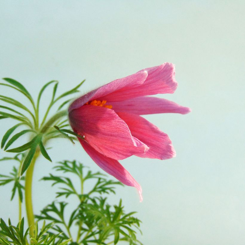 Pulsatilla vulgaris Röde Klokke (Floração)