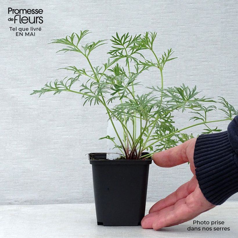 Spécimen de Pulsatilla vulgaris Rubra (Röde Klokke) - Anémone pulsatille Godet de 7/8 cm tel que livré au printemps