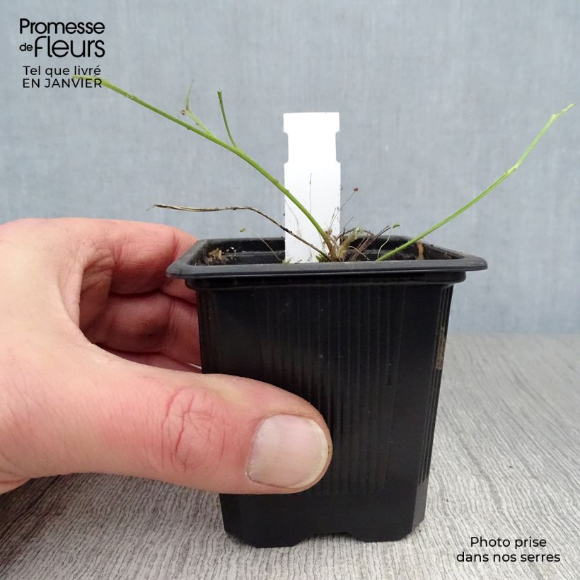 Spécimen de Pulsatilla vulgaris Rubra (Röde Klokke) - Anémone pulsatille Godet de 7/8 cm tel que livré en hiver