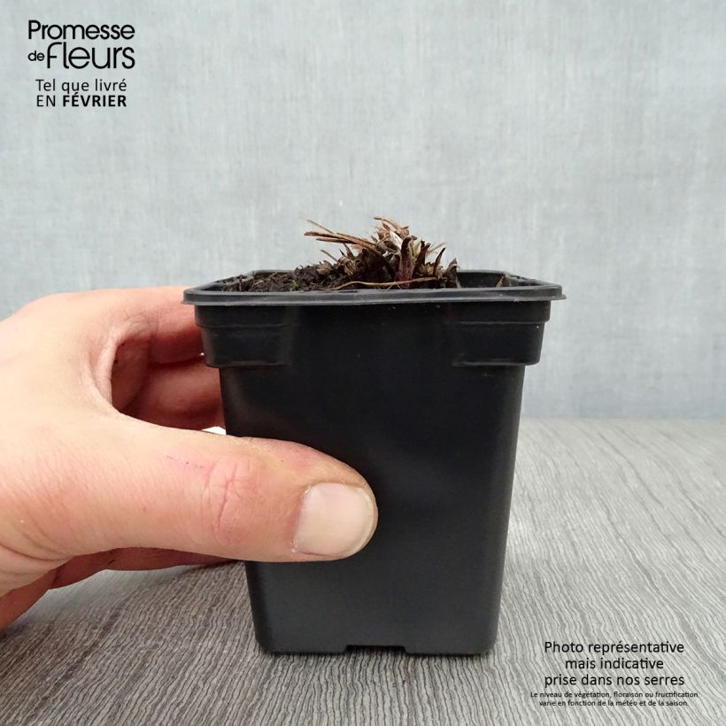 Spécimen de Pulsatilla vulgaris Violet - Anémone pulsatille Godet de 7/8 cm tel que livré en hiver