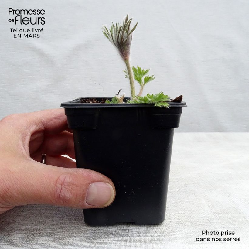 Spécimen de Pulsatilla vulgaris Violet - Anémone pulsatille Godet de 7/8 cm tel que livré au printemps