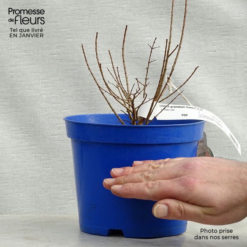 Spécimen de Punica granatum Nana - Grenadier nain  Pot de 2L/3L tel que livré en hiver