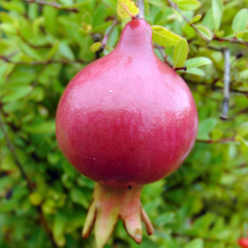 Punica granatum Nana - Grenadier nain (Récolte)
