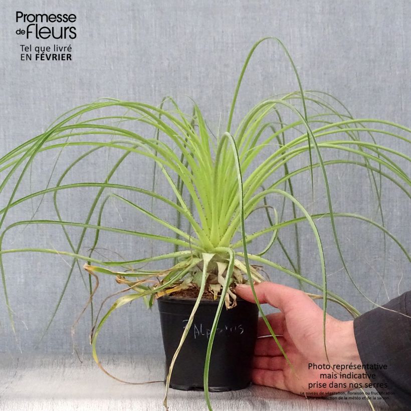 Spécimen de Puya alpestris - Chagual, plante mange-mouton Pot de 2L/3L tel que livré en hiver