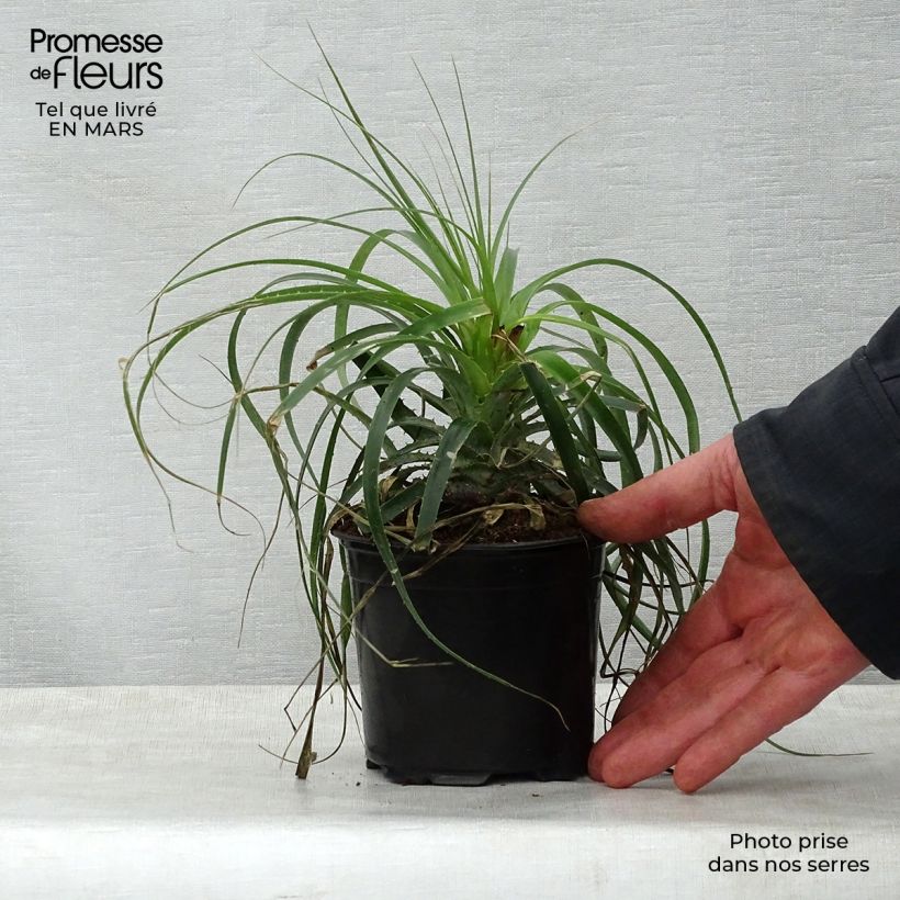 Spécimen de Puya alpestris - Chagual, plante mange-mouton Pot de 2L/3L tel que livré au printemps