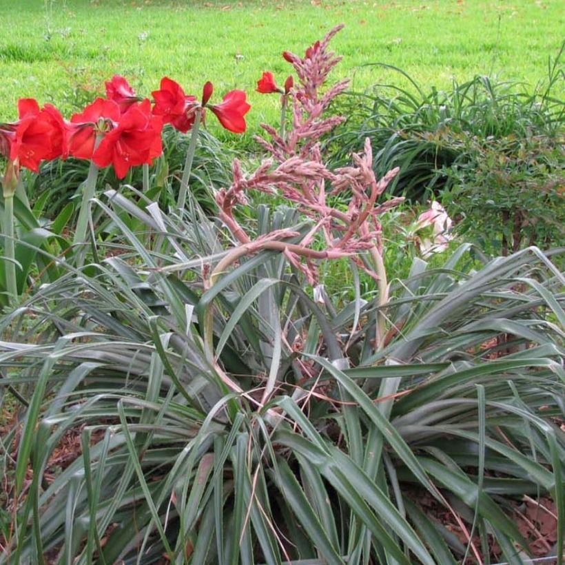 Puya assurgens (Port)