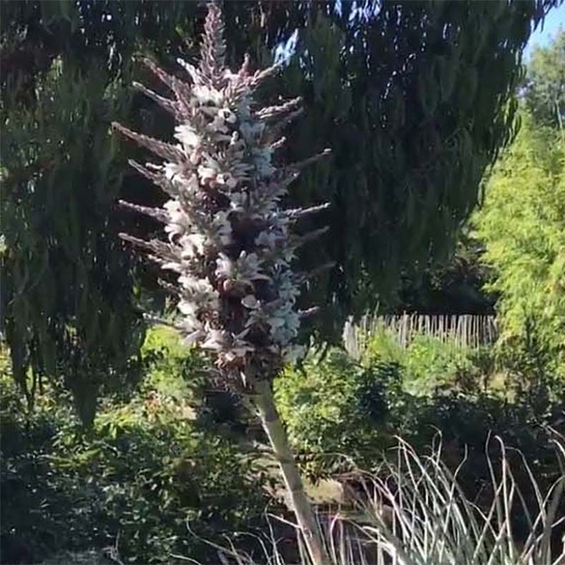 Puya castellanosii (Floraison)