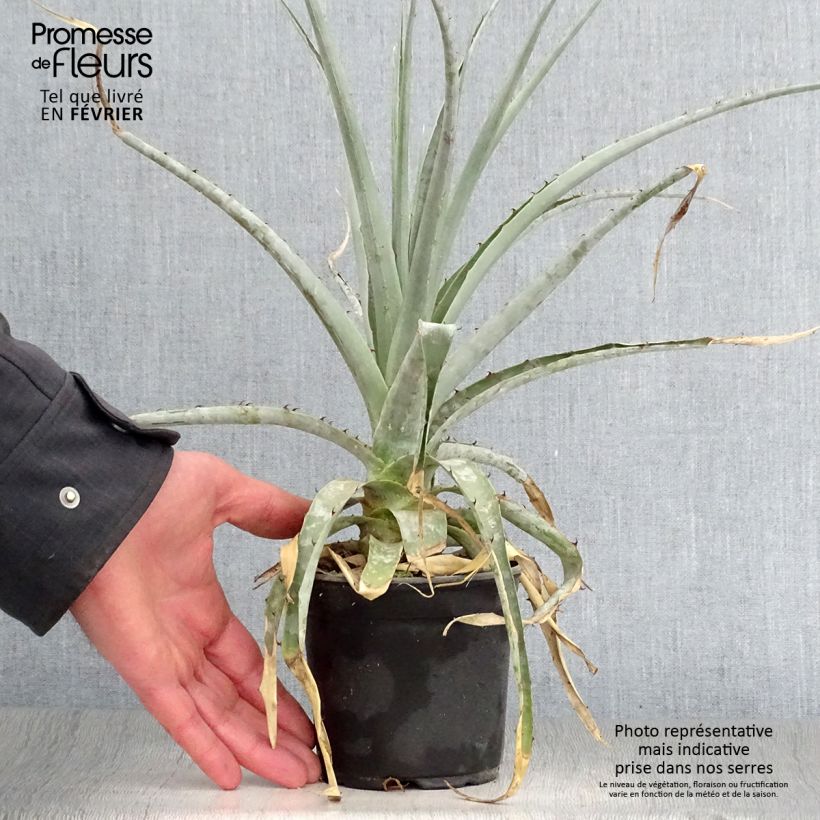 Spécimen de Puya castellanosii  Pot de 12 cm / 13 cm tel que livré en hiver