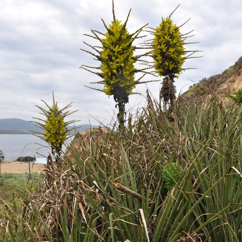 Puya chilensis (Floração)