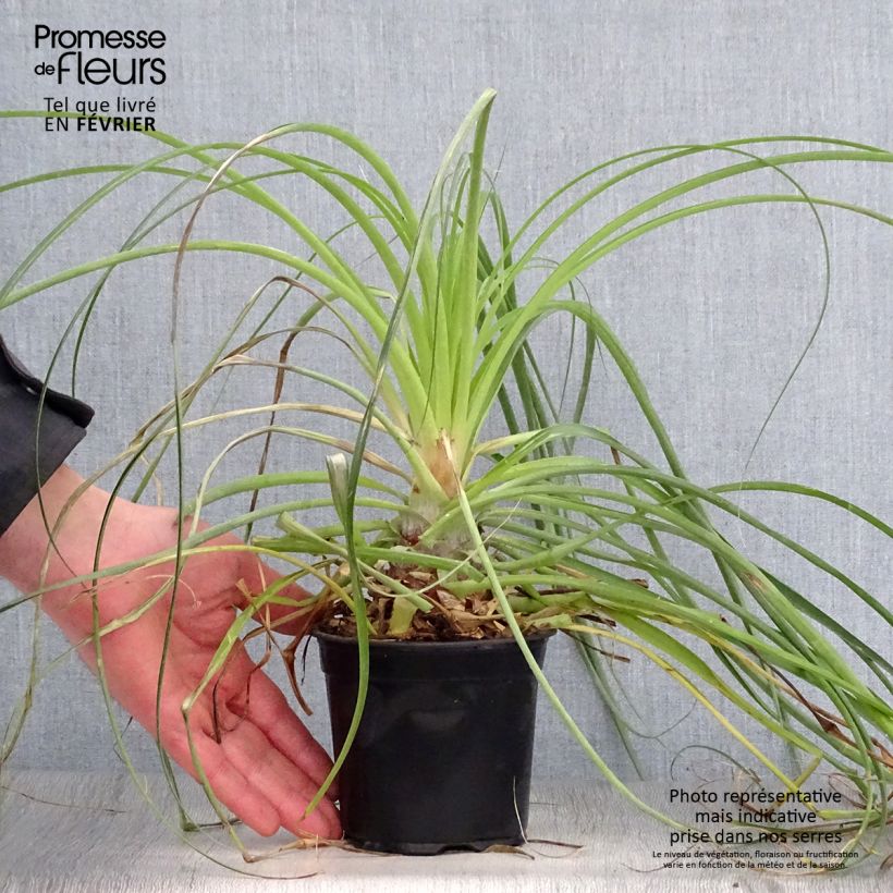 Spécimen de Puya mirabilis - Chagual  Pot de 12 cm / 13 cm tel que livré en hiver