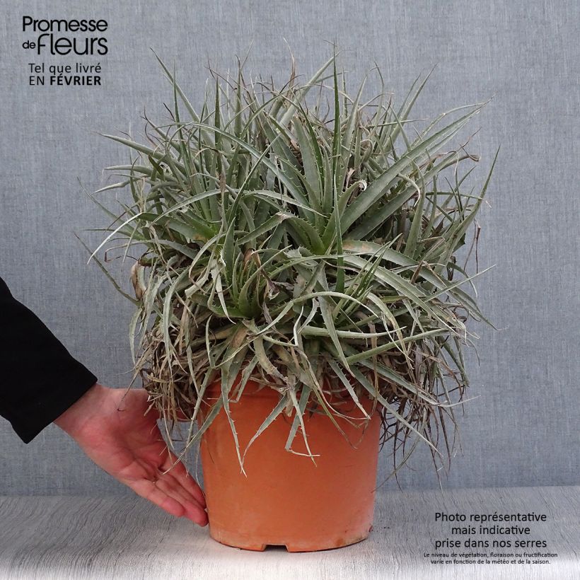 Spécimen de Puya venusta - Chagual Pot de 7,5L/10L tel que livré en hiver