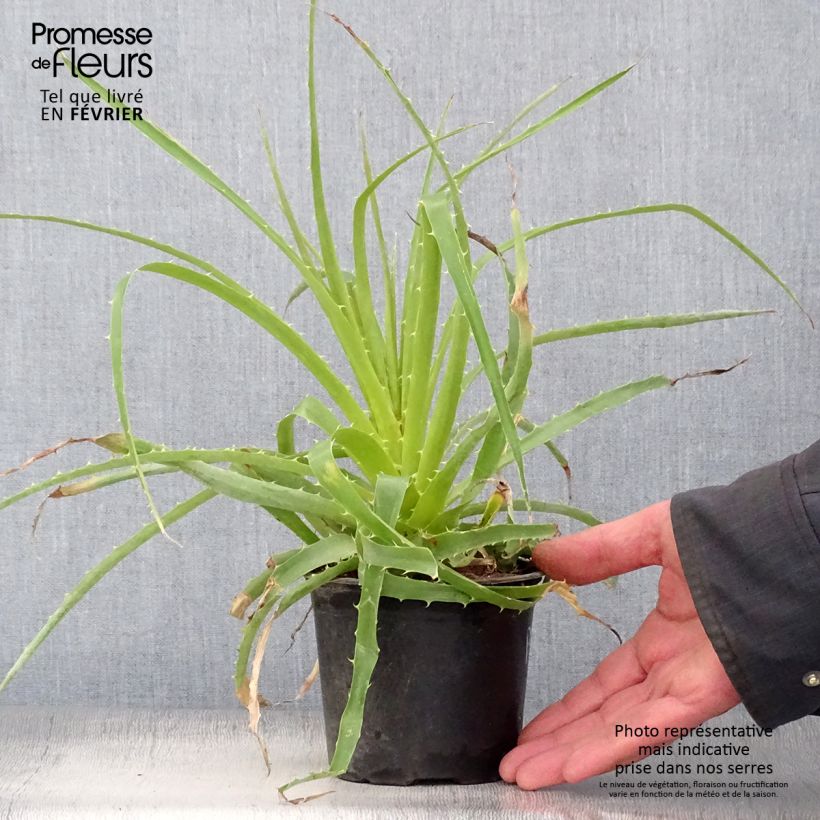 Spécimen de Puya weberbaueri - Broméliacée du Pérou Pot de 3L/4L tel que livré en hiver