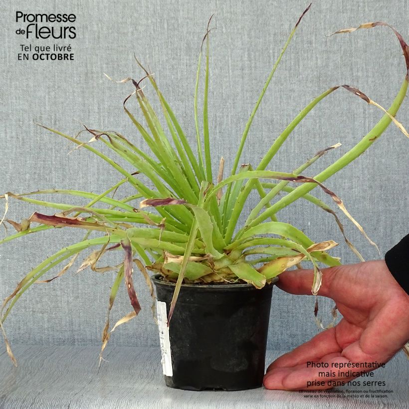 Spécimen de Puya weberbaueri - Broméliacée du Pérou Pot de 3L/4L tel que livré en automne
