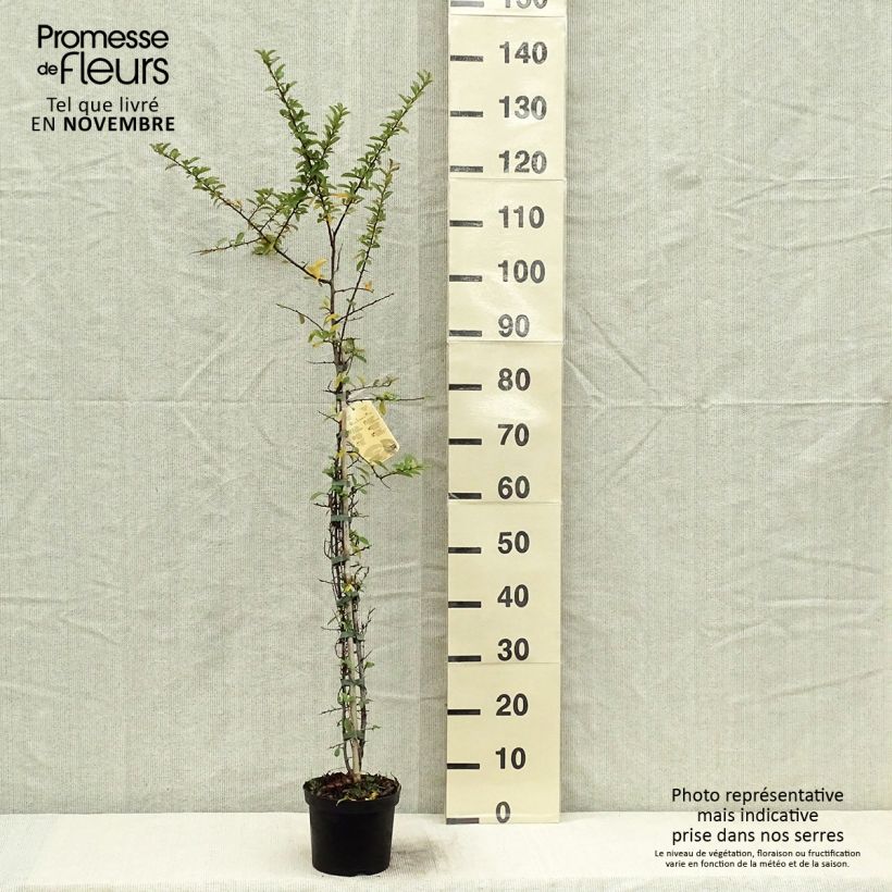 Spécimen de Pyracantha Orange Glow - Buisson ardent  Pot de 2L/3L tel que livré en automne
