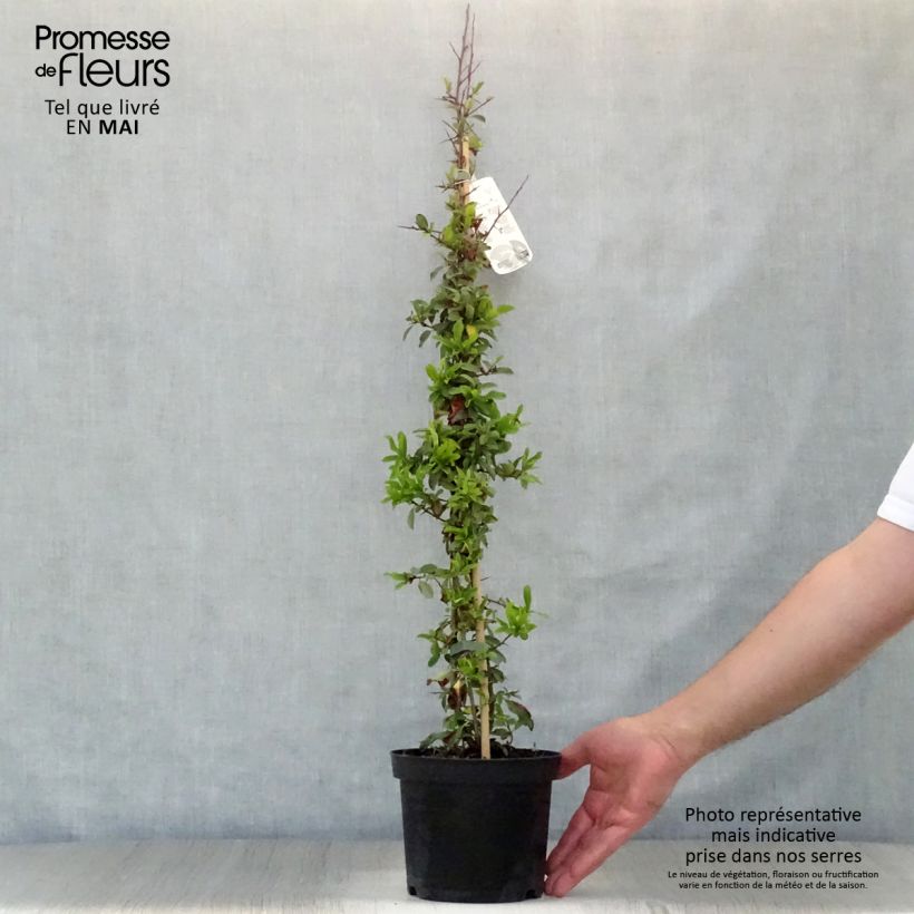 Spécimen de Pyracantha Orange Glow - Buisson ardent  Pot de 2L/3L tel que livré au printemps