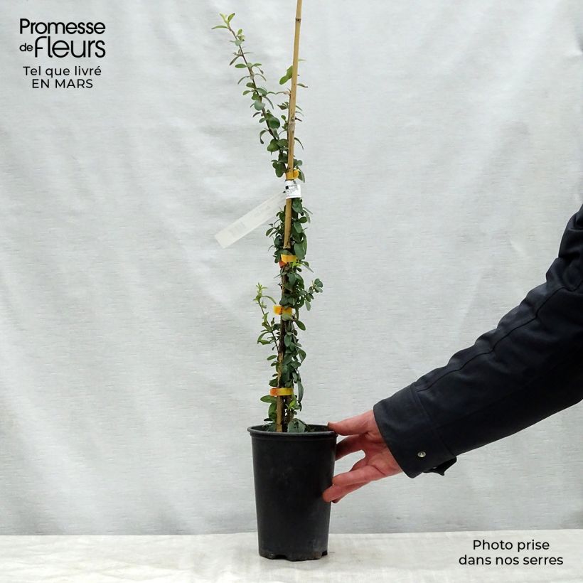 Spécimen de Pyracantha SAPHYR Orange - Buisson ardent Pot de 2L/3L tel que livré au printemps