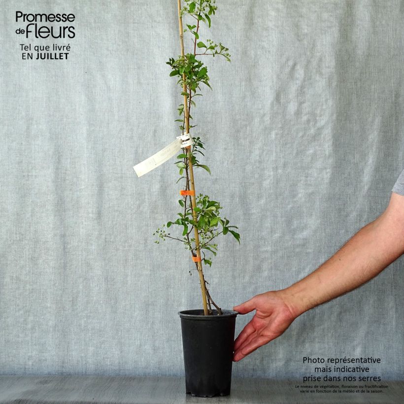 Spécimen de Pyracantha SAPHYR Orange - Buisson ardent Pot de 2L/3L tel que livré en été