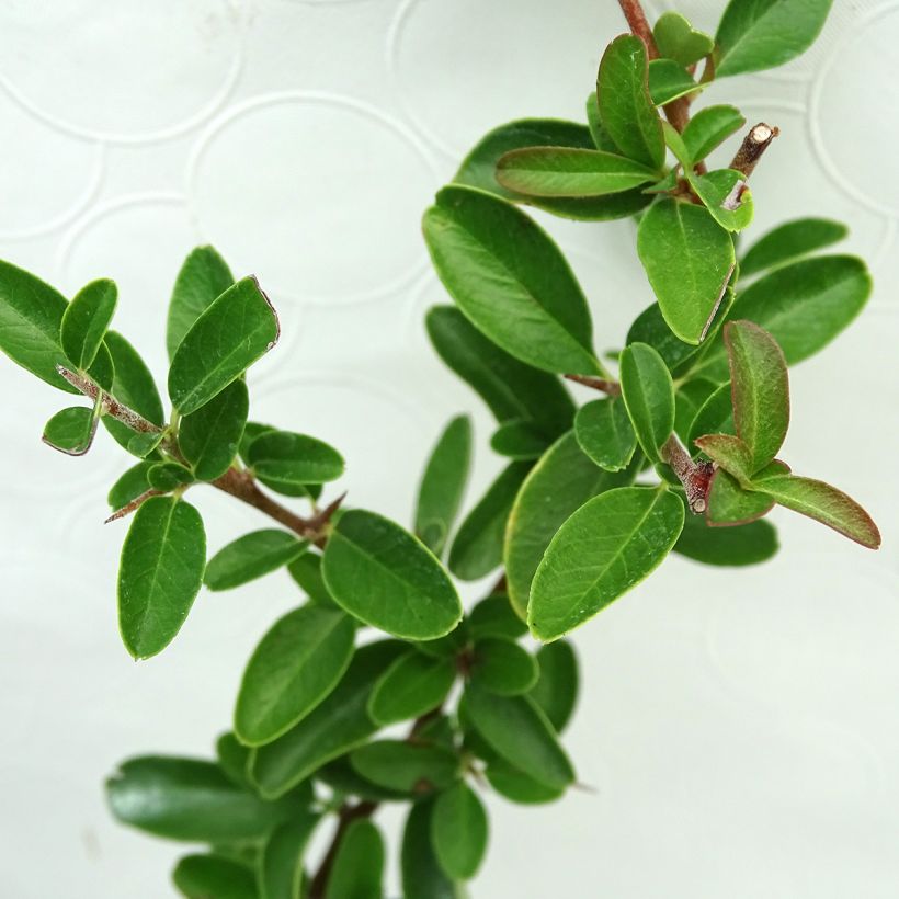 Piracanta coccinea SAPHYR Orange (Folhagem)