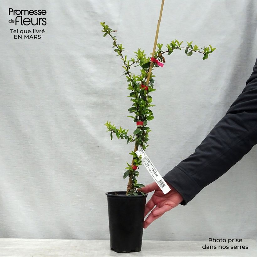 Spécimen de Pyracantha SAPHYR Rouge - Buisson ardent Pot de 2L/3L tel que livré en hiver