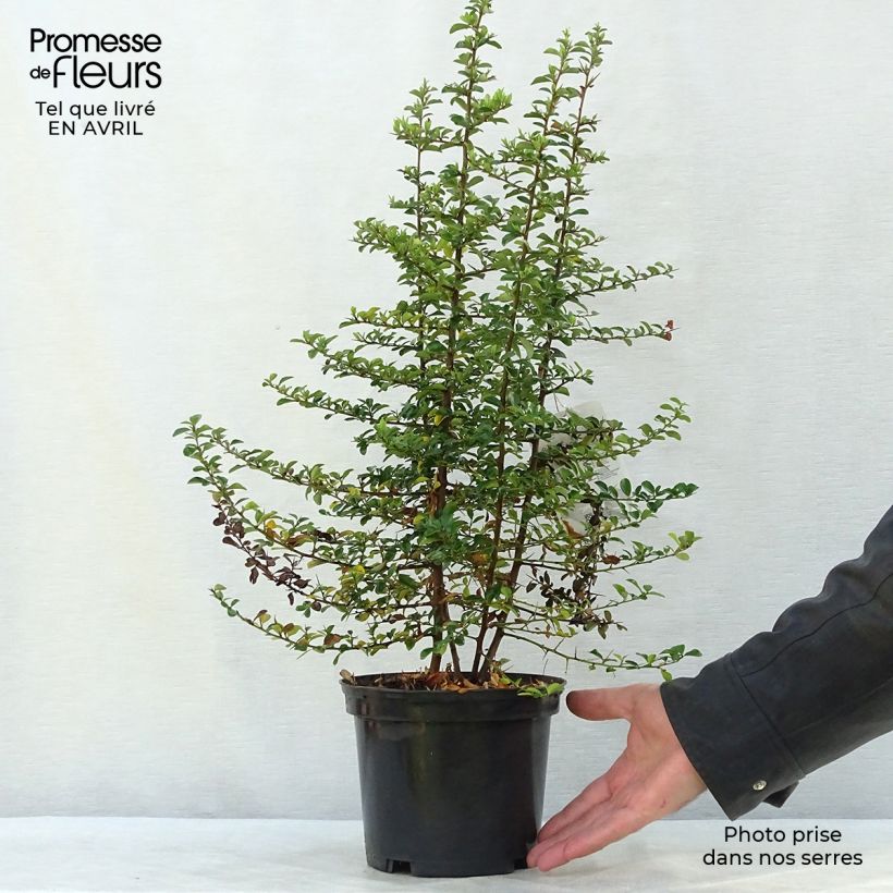 Spécimen de Pyracantha Teton - Buisson ardent Pot de 2L/3L tel que livré au printemps