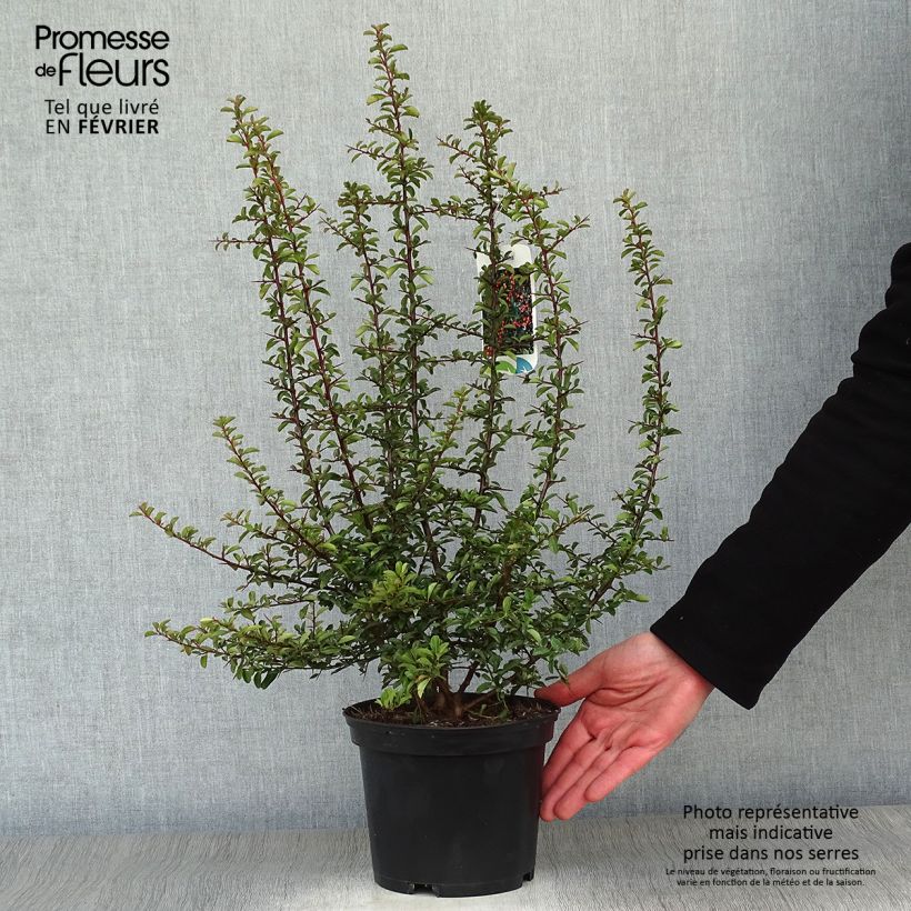 Spécimen de Pyracantha Teton - Buisson ardent Pot de 2L/3L tel que livré en hiver
