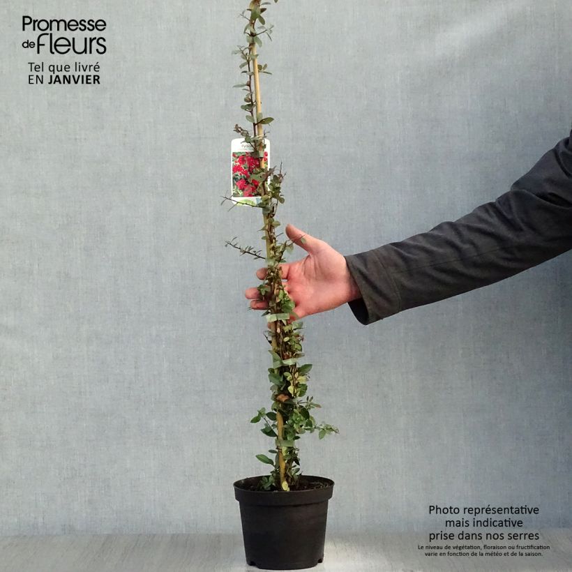 Spécimen de Pyracantha coccinea Red Column - Buisson ardent Red Column Pot de 2L/3L tel que livré en hiver
