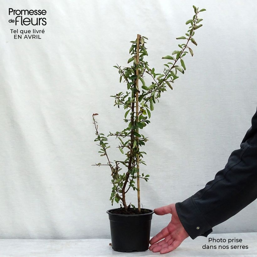 Spécimen de Pyracantha coccinea Red Column - Buisson ardent Red Column Pot de 2L/3L tel que livré au printemps