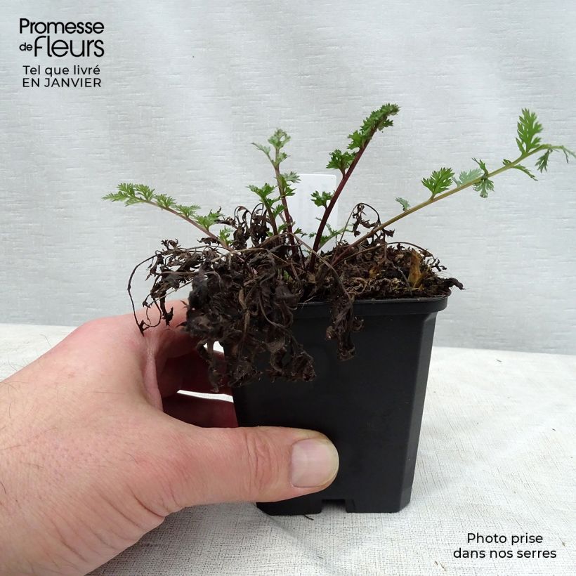 Spécimen de Pyrèthre Robinson's Red - Tanacetum coccineum Godet de 8/9 cm tel que livré en hiver