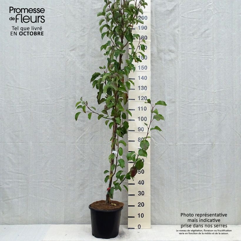 Spécimen de Pyrus calleryana Chanticleer - Poirier d'ornement  Pot de 12L/15L tel que livré en automne