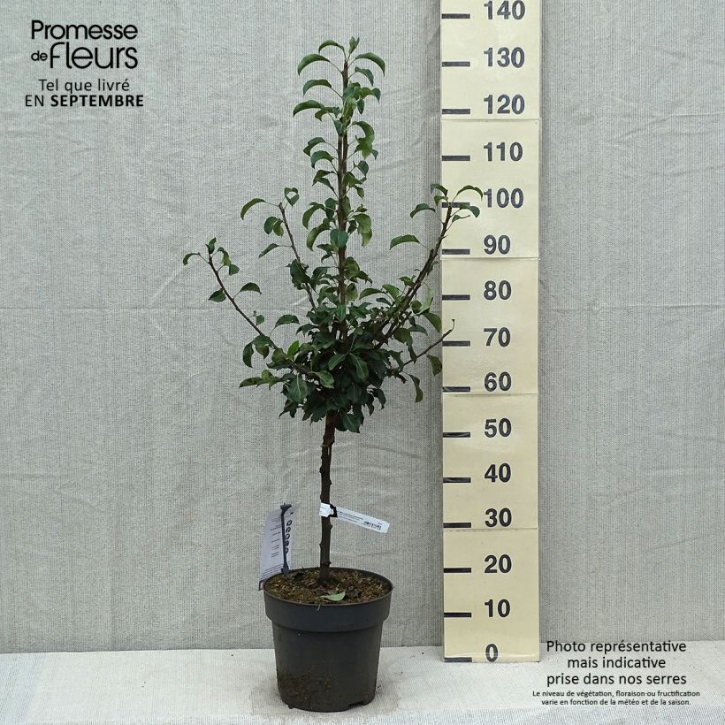 Spécimen de Poirier nain Louisa (Luisa) Pot de 7,5L/10L, Tige de 30 cm tel que livré en automne