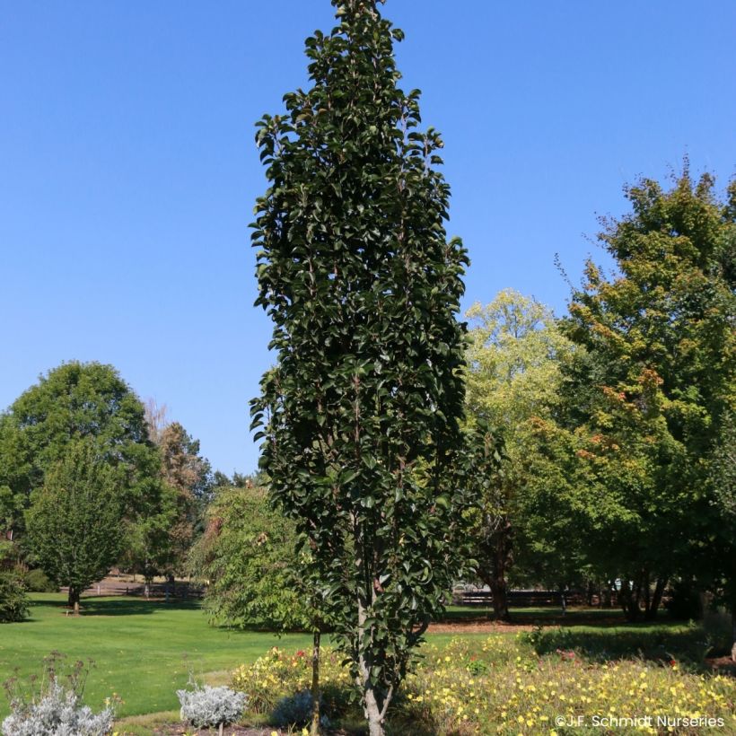 Pyrus Javelin - Poirier d'ornement (Port)