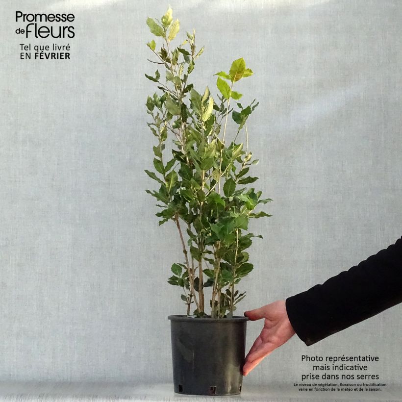 Spécimen de Chêne vert - Quercus ilex  Pot de 3L/4L, Touffe tel que livré en hiver