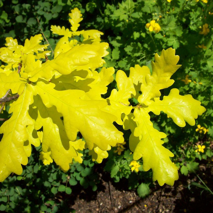 Chêne pédonculé - Quercus robur Concordia (Feuillage)
